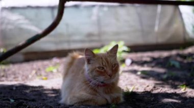 Tüylü kızıl bir kedi seranın gölgesinde dinlenir ve bahçede huzurlu bir anın tadını çıkarır. Bu sakin sahne, tembel bir yaz öğleden sonrasının özünü yakalıyor..