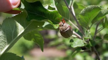 Maybug yeşil bir elma yaprağına tutunur. Bir parmak, böceği gösteriyor. Yaz bahçesi sahnesi tarım için haşere sorunlarını vurguluyor