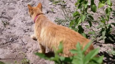 Kızıl bir kedi bir yaz bahçesini keşfeder, hareketleri merak ve özgürlük hissi yaratır. Evcil hayvanlar, doğa ve yaz için mükemmel bir proje..