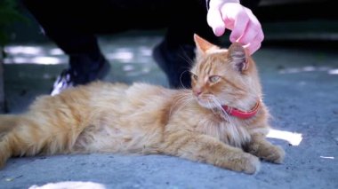 Bir insan yumuşak, tüylü, kızıl bir kediyi okşar. Yürek ısıtan bir sevgi ve arkadaşlık sahnesi yaratır..