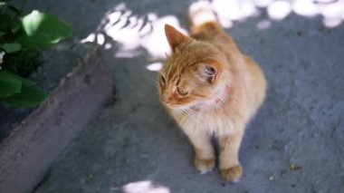Meraklı kızıl kedi kaldırımda oturur ve yukarı bakar. Bahçede yaz günü.