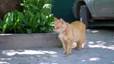 Kızıl bir kedi bir ağacın yanında duruyor, vadideki zambak parçasını gözlemliyor. Meraklı kedi çiçeklerden büyülenmiş gibi görünüyor. Bu açık hava sahnesine biraz cazibe katıyor. Hayvan ve doğa için ideal.