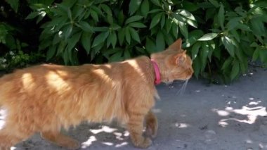 Meraklı kızıl kedi yemyeşil bir çalılık boyunca yürür, çevresini gözlemlemek için durur. Huzurlu bir bahçede kedi merakının büyüleyici bir sahnesi..