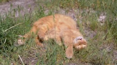 Pembe yakalı bir kızıl kedi, oyuna ara vererek çimenlerde huzur bulur. Bu sakin sahne, doğadaki kedi rahatlığının özünü yakalar..