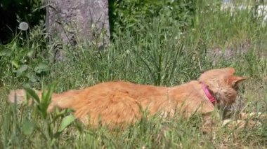 Pembe yakalı kızıl bir kedi çimenlerin üzerine uzanmış güneşli bir günde rahatlatıcı bir tımar seansına hazırlanıyor. Evcil hayvan ve hayvan temaları için mükemmel..