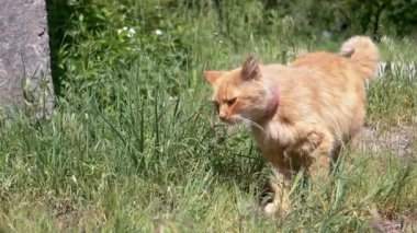 Kızıl bir kedi uzun yeşil çimlerin arasında yürüyor, güneşli bir bahçede etrafını kokluyor ve keşfediyor. Yakından bakınca kedilerin zarif hareketlerini ve yeşilliklerde gezinirken merak uyandırıyor..