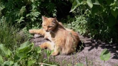 Kızıl bir kedi, güneşin sıcaklığının tadını çıkararak bahçede esniyor ve esniyor. Mükemmel bir kedi rahatlama sahnesi..