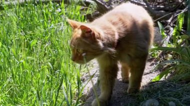Meraklı bir kızıl kedi yemyeşil çimenleri koklayarak yemyeşil bir bahçeyi keşfeder ve güneşli bir günde yeşilliklere doğru yol alır..