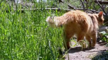 Kızıl bir kedi güneşli bir bahçede dolaşır, kuyruğu ritmik bir şekilde sallanır. Yeşil çimenler ve dallarla çevrili, barışçıl, doğal bir manzara yaratıyor..