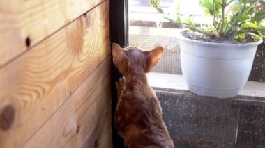 Bir Devon Rex kedisi pencerenin kenarında oturur, patisi ara sıra cama dokunmak için uzanır, merak ve sakinlik karışımı gösterir. Kedi dışarıdaki dünyayı gözlemlerken dalgın görünür..