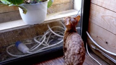 Dış dünyadan etkilenen sevimli kızıl saçlı Devon Rex kedi yavrusu, pencerenin kenarında arka ayakları üzerinde duruyor. Camların ardındaki sokağı izlerken, oyunculuk merakı çok açık..