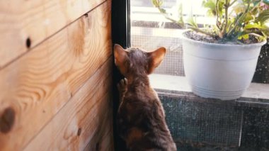 Meraklı Devon Rex kedisi pencereden dışarı uzun uzun bakar, patisi nazikçe cama dokunur, dış dünyayı hayranlıkla izler. Kedi özlem ve merak duygusu sergiliyor..