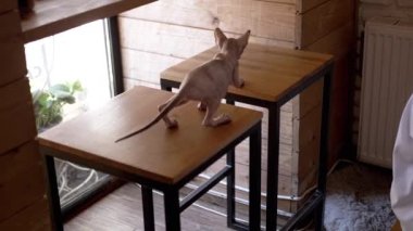 Neşeli bir Sphynx kedisi bir kafede masaların arasına atlıyor, büyüleyici bir ahşap sette çevikliğini gösteriyor..