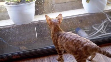 Kızıl bir kedi kirli bir pencerenin yanında durmuş, meraklı bir şekilde dış dünyaya bakıyor. Ara sıra pençesiyle cama dokunuyor. Saksı bitkileri dışarıda görünür..