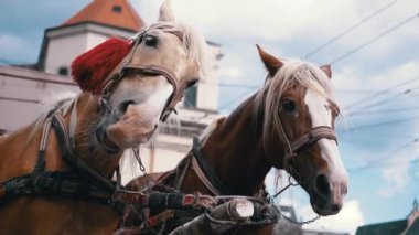 İki Kahverengi At Bir Takım Durağı Bir Şehir Caddesinde Bir Araba Koşumlu. Gezinti ya da at arabası. Yakın plan, atlar çiğniyor. Çalışan atlar, hayvanlar. Arka plan bulanık. Turizm sektörü.