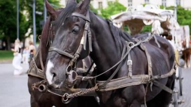 İki Kahverengi At Bir Takım Durağı Bir Şehir Caddesinde Bir Araba Koşumlu. Gezinti ya da at arabası. Yakın plan, atlar çiğniyor. Çalışan atlar, hayvanlar. Arka plan bulanık. Turizm sektörü.