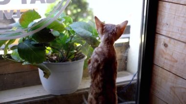 Devon Rex 'li bir kedi yavrusu pencerenin yanında duruyor, dışarıyı merakla ve hasretle seyrediyor. Kabloların varlığı potansiyel bir tehlikeyi işaret ediyor. Bu da evcil hayvanların güvenliğini arttırıyor..
