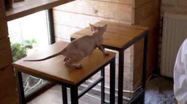 Meraklı bir Sphynx kedisi kafeterya masalarında dolaşır, çevikliğini ve şakacı doğasını göstererek rahat ahşap bir iç mekanda.