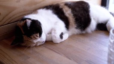 Bir Devon Rex kedisi pencerenin kenarında oturur, merak ve merakla dış dünyayı gözlemler.