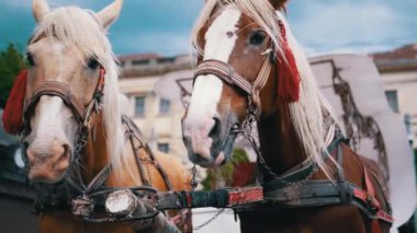 İki Kahverengi At Bir Takım Durağı Bir Şehir Caddesinde Bir Araba Koşumlu. Gezinti ya da at arabası. Yakın plan, atlar çiğniyor. Çalışan atlar, hayvanlar. Arka plan bulanık. Turizm sektörü.
