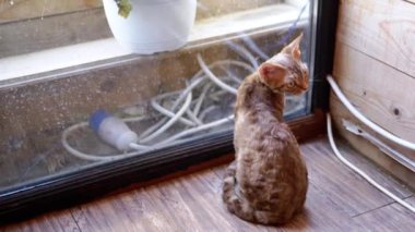 Bir Devon Rex kedisi pencerenin kenarında oturur, ara sıra arkasına bakar, kedi merakı ve ev hayatının bir karışımını yakalar..