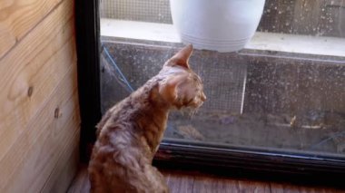 Meraklı Devon Rex pencerenin kenarında oturuyor, dışarı bakıyor, kedi merakının ve dışarıyı özlemenin huzurlu bir sahnesi.