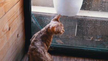 Huzurlu bir Devon Rex kedisi pencerenin kenarında oturur. Bakışları dış dünyaya sabitlenir. Huzur ve huzur hissi yaratır. Kediler sessiz bir gözlem ve tefekküre odaklanır..