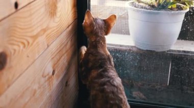 Meraklı Devon Rex kedisi pencerenin kenarında durmuş dışarıdaki dünyaya bakıyor, eşsiz kıvırcık kürkü çekiciliğine katkı sağlıyor. Yakınlarda bir saksı bitkisi oturuyor..