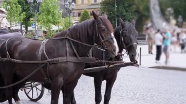 İki Kahverengi At Bir Takım Durağı Bir Şehir Caddesinde Bir Araba Koşumlu. Yan görüş. Gezinti ya da at arabası. Atlar çiğniyor. Çalışan atlar, hayvanlar. Arka plan bulanık. Turizm sektörü.