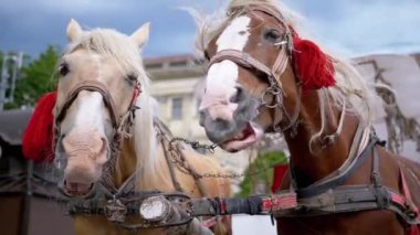 Kasaba meydanında koşum takımında iki kahverengi atlı komik sallanan kafalar. Atlar yeleleri ve kafaları sallar. Yakın plan, atlar çiğniyor. Çalışan atlar, hayvanlar. Arka plan bulanık. Turizm sektörü.