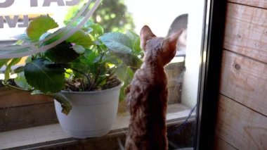 Arka ayakları üzerinde duran meraklı Devon Rex kedisi, pencereden dışarı bakıyor, bir saksı bitkisinin yanında, dış dünyaya olan özlemini gösteriyor..