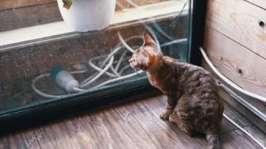 Meraklı bir kedi cam bir kapının yanında oturur, ilgiyle dış dünyayı izler, sonra ayağa kalkar ve yürür, neşeli doğasını gözler önüne serer..