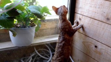 Bir Devon Rex kedisi pencerenin kenarında dikiliyor, ahşap duvarı tırmalıyor. Bu genel bir kedi davranışına işaret eder, kaşıma ihtiyacı, ki bu eğer ele alınmazsa yıkıcı olabilir..