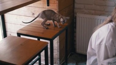 Meraklı bir Sphynx kedisi bir kafe masasını keşfediyor, kokluyor ve araştırıyor, uzaya kedi cazibesi katıyor..