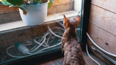 Meraklı Devon Rex kedisi arka ayaklarının üzerinde duruyor, pencerenin yanındaki bitkiye ulaşmaya çalışıyor. Dışarıdaki hasreti gösterir.