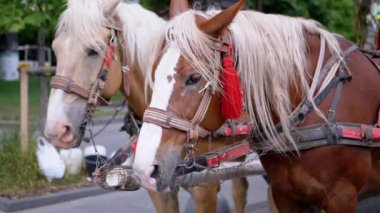 İki Kahverengi At Bir Takım Durağı Bir Şehir Caddesinde Bir Araba Koşumlu. Gezinti ya da at arabası. Yakın plan, atlar çiğniyor. Çalışan atlar, hayvanlar. Arka plan bulanık. Turizm sektörü.