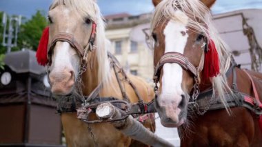 İki Kahverengi At Bir Takım Durağı Bir Şehir Caddesinde Bir Araba Koşumlu. Gezinti ya da at arabası. Yakın plan, atlar çiğniyor. Çalışan atlar, hayvanlar. Arka plan bulanık. Turizm sektörü.