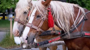 İki Kahverengi At Bir Takım Durağı Bir Şehir Caddesinde Bir Araba Koşumlu. Gezinti ya da at arabası. Yakın plan, atlar çiğniyor. Çalışan atlar, hayvanlar. Arka plan bulanık. Turizm sektörü.