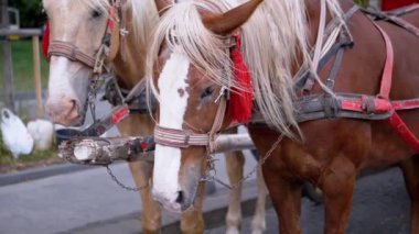 İki Kahverengi At Bir Takım Durağı Bir Şehir Caddesinde Bir Araba Koşumlu. Gezinti ya da at arabası. Yakın plan, atlar çiğniyor. Çalışan atlar, hayvanlar. Arka plan bulanık. Turizm sektörü.