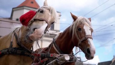 İki Kahverengi At Bir Takım Durağı Bir Şehir Caddesinde Bir Araba Koşumlu. Gezinti ya da at arabası. Yakın plan, atlar çiğniyor. Çalışan atlar, hayvanlar. Arka plan bulanık. Turizm sektörü.