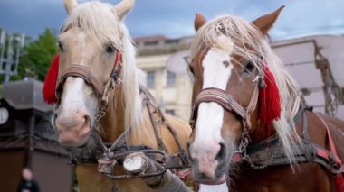 İki Kahverengi At Bir Takım Durağı Bir Şehir Caddesinde Bir Araba Koşumlu. Gezinti ya da at arabası. Yakın plan, atlar çiğniyor. Çalışan atlar, hayvanlar. Arka plan bulanık. Turizm sektörü.