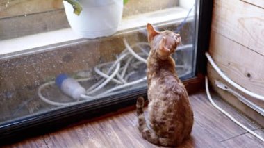 Meraklı Devon Rex kedi yavrusu pencerenin kenarında oturup dış dünyayı izliyor. Kedilerin cazibesi özlem ve oyun merakını yakalar..