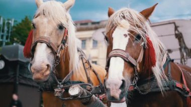 İki Kahverengi At Bir Takım Durağı Bir Şehir Caddesinde Bir Araba Koşumlu. Gezinti ya da at arabası. Yakın plan, atlar çiğniyor. Çalışan atlar, hayvanlar. Arka plan bulanık. Turizm sektörü.
