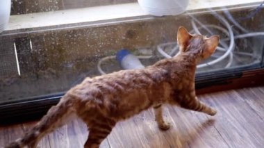 Bir Devon Rex kedisi cam kapı boyunca yürüyor, bitkilere ve kablolara bakıyor. Merakını ve dışarıdaki hasretini ifade eder..