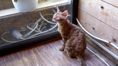 Büyüleyici Devon Rex kedisi pencereden dışarı bakıyor, etkileyici gözleri merakla dolu. Yumuşak, kıvırcık kürk ve tetikte duruş, bu büyüleyici evcil hayvan portresindeki meraklı doğasını vurgular..