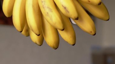 Bir avuç sarı, olgun muzu tutan bir elin yakın çekimi. Odak noktası muzlar, güzel, durgun bir imaj yaratmak.