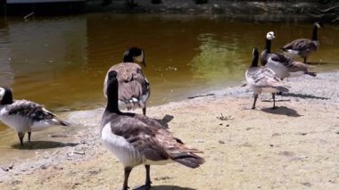 Barnacle kaz ve diğer kazlar tüylerini bir göletin kıyısında dökerken, bir kuğu da yakınlarda huzur içinde yüzüyor. Doğal ortamlarında kuş yaşamının sakin bir sahnesi..