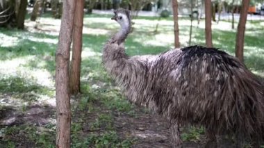 Bir devekuşu ağaçların arasında tetikte duruyor, etrafını sarıyor, hayvanat bahçesinde ya da parkta doğal bir merak sergiliyor..