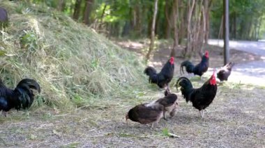 Tavuklar ve horozlar bir çiftlikte özgürce dolaşır, samanlığın yanındaki zemini gagalarlar. Bu resim sahnesi kırsal sükuneti, doğal yaşamı ve tarladan sofraya konseptleri somutlaştırıyor..