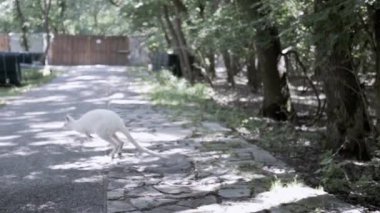 Beyaz valabi parkta özgürce koşuyor, yazın tadını çıkarıyor..